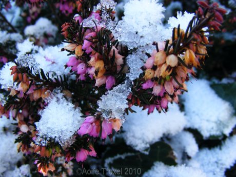 Snowy Flowers